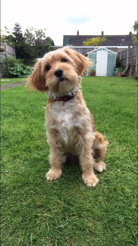 Daisy Dog in the Garden (with moving head)